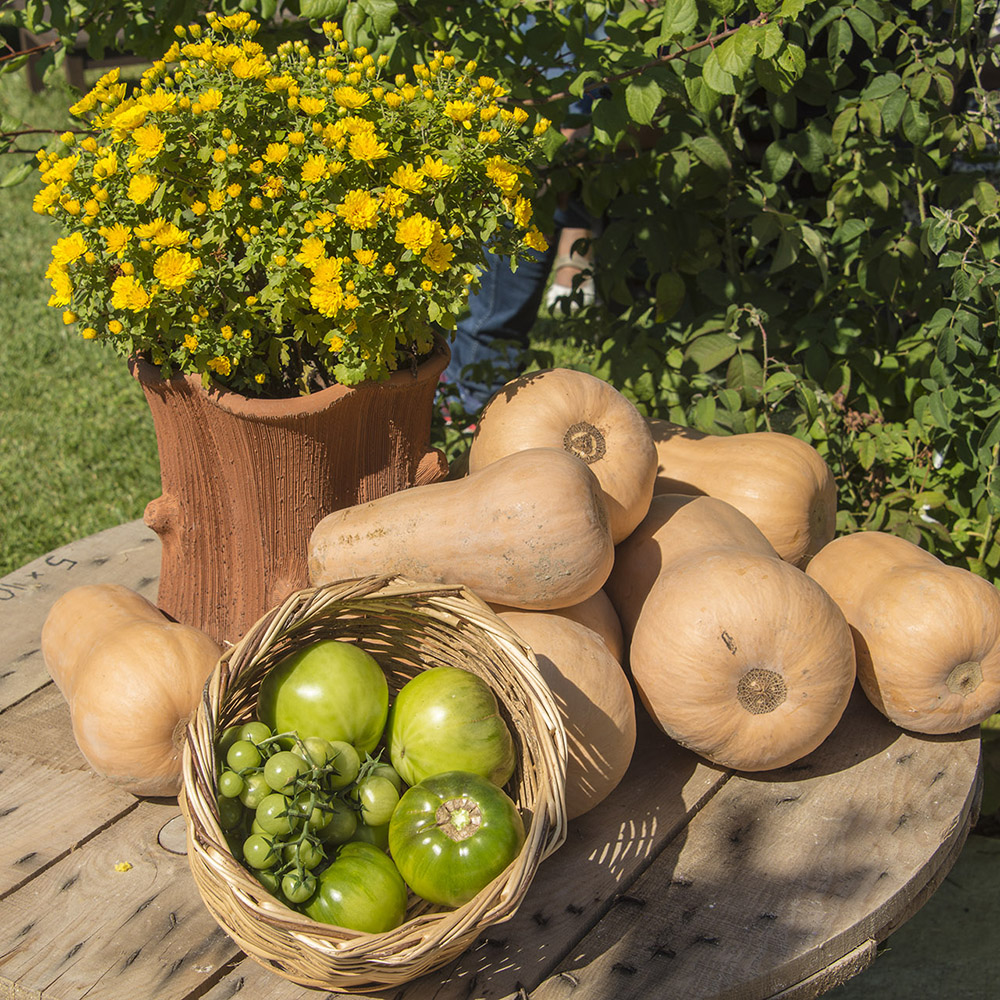 gastronomy-agricultural