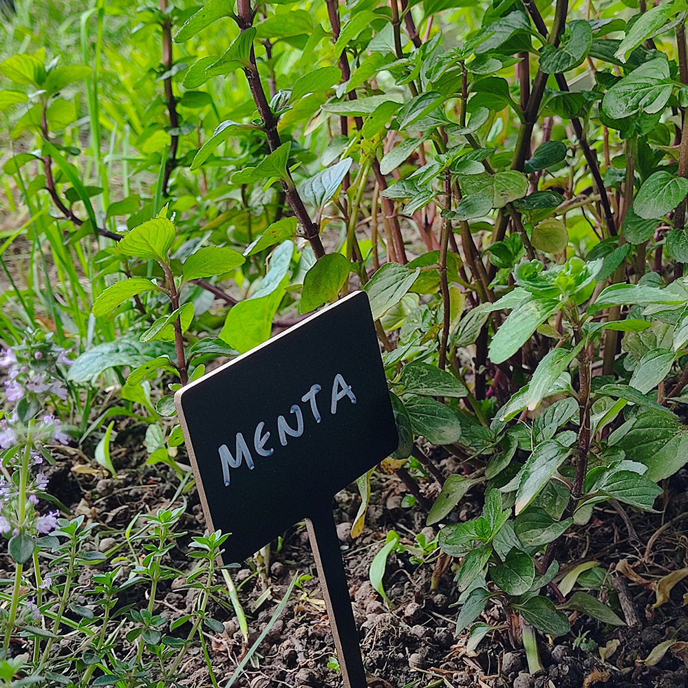 _pelion_experiences_herbal_walks